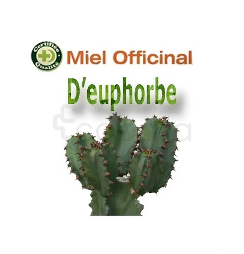 MIEL OFFICINAL EUPHORBE DAGHMOUS 1KG