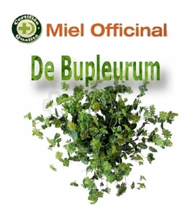MIEL OFFICINAL BUPLEURUM ZANDAZ 1KG