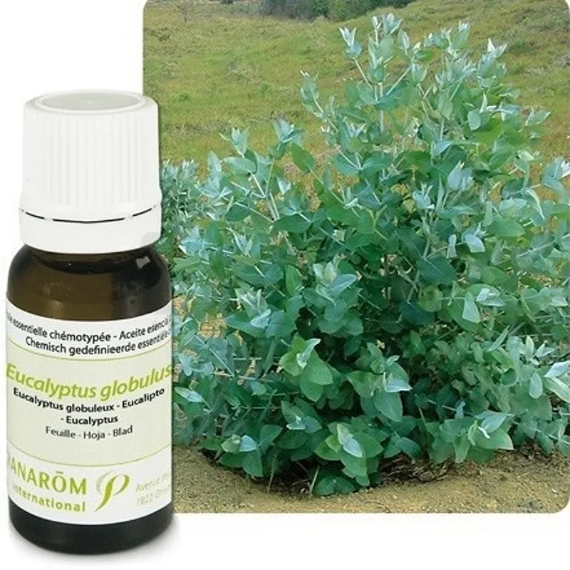 PRANAROM HUILE ESSENTIELLE EUCALYPTUS GLOBULEUX 10ML
