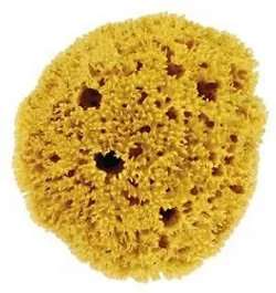 FORSTERS EPONGE NATURELLE CARAIBES TAILLE XL REFERENCE 15115