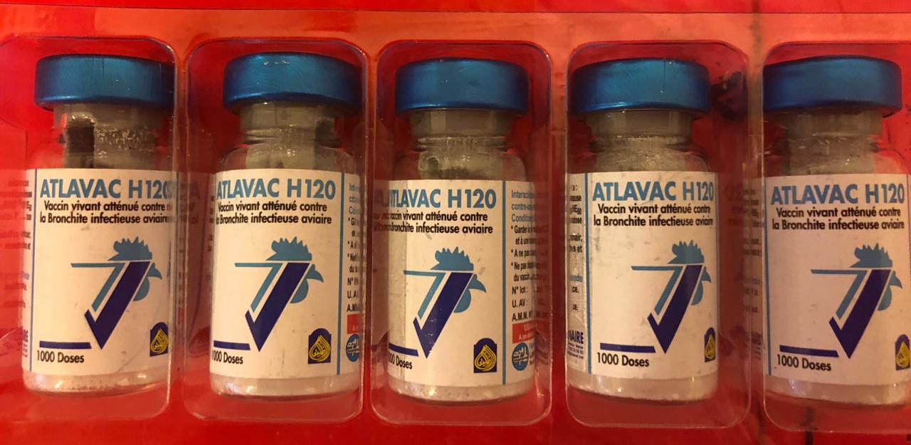 ATLAVAC H120 1000 DOSES