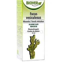 FUCUS VESICULOSUS TEINTURE MERE